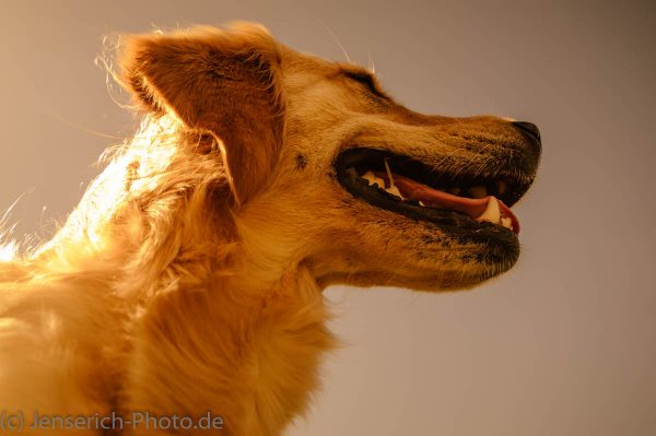 Goldlöckchen - Golden Retriever