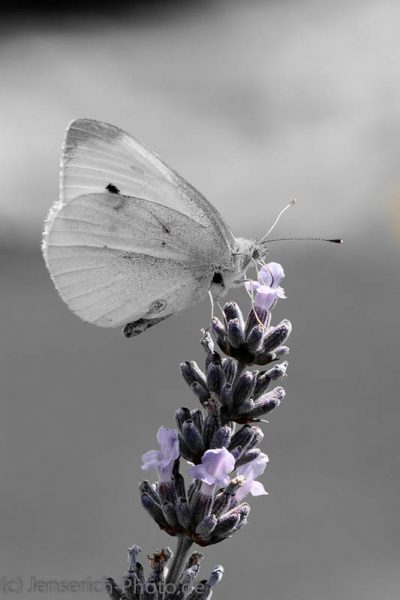 Read more about the article Zum Oktober 2 neue Fotos