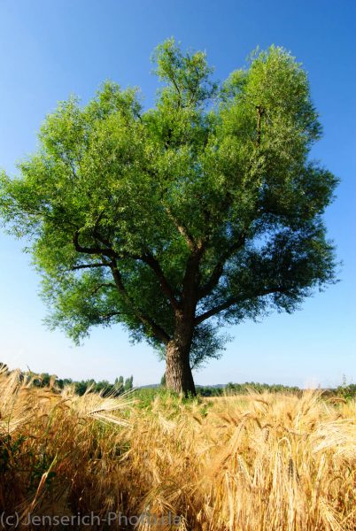 Eine Weide im Kornfeld in der Morgensonne und blauen Himmel