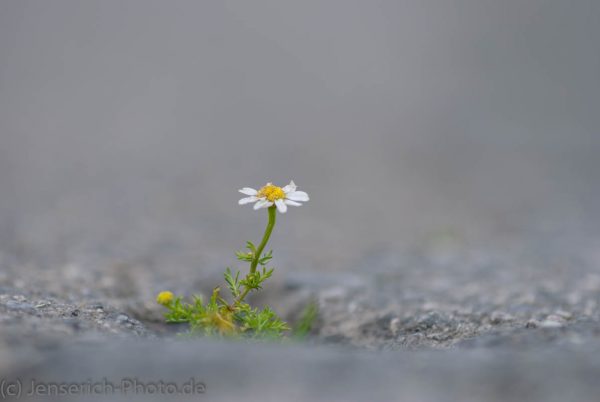 Ein Gänseblümchen welches den Asphalt durchbrochen hat